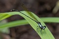 Nososticta coelestina male (1 of 4)